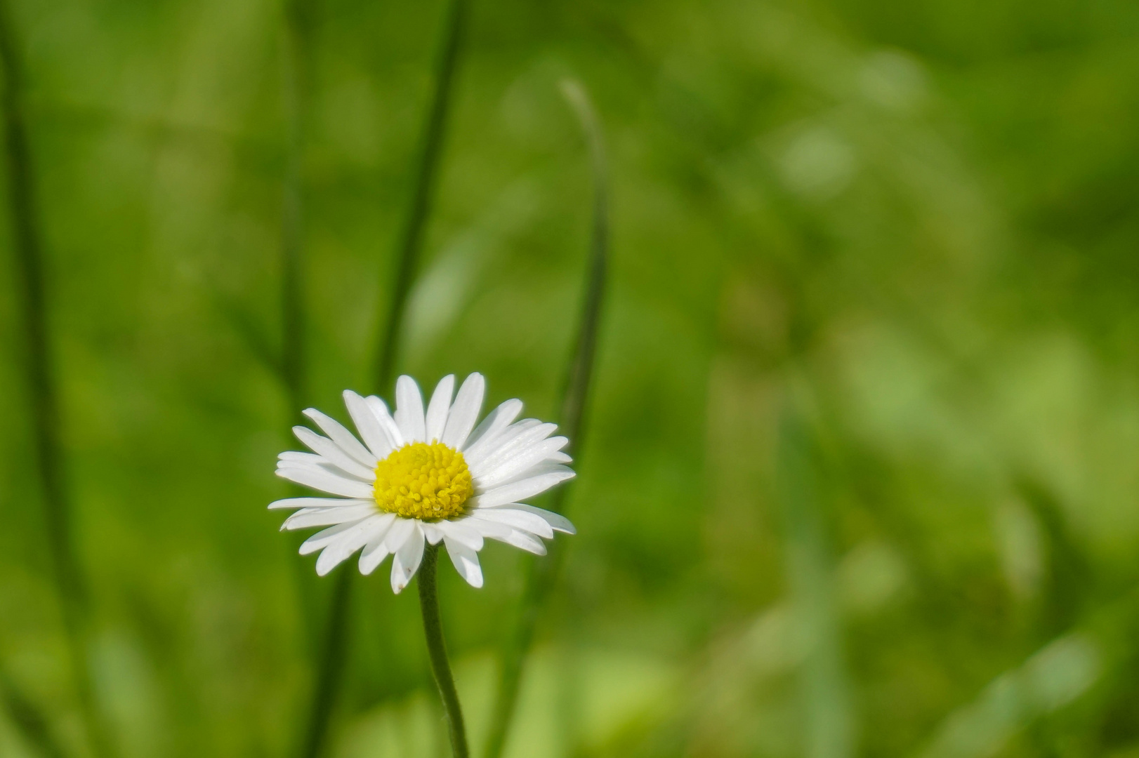 Gänseblümchen