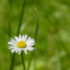 Gänseblümchen