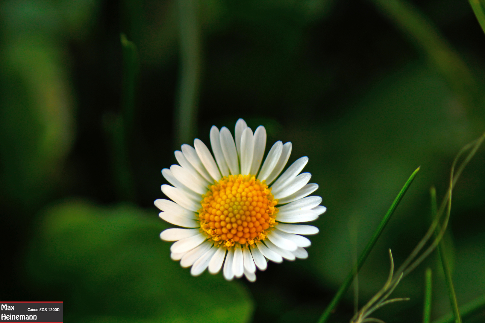 Gänseblümchen:)