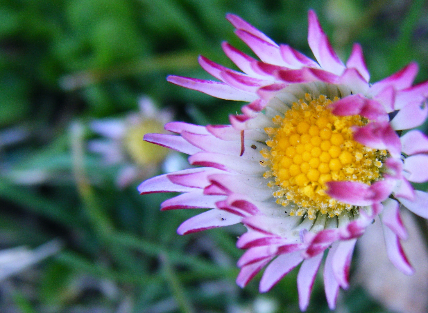 Gänseblümchen