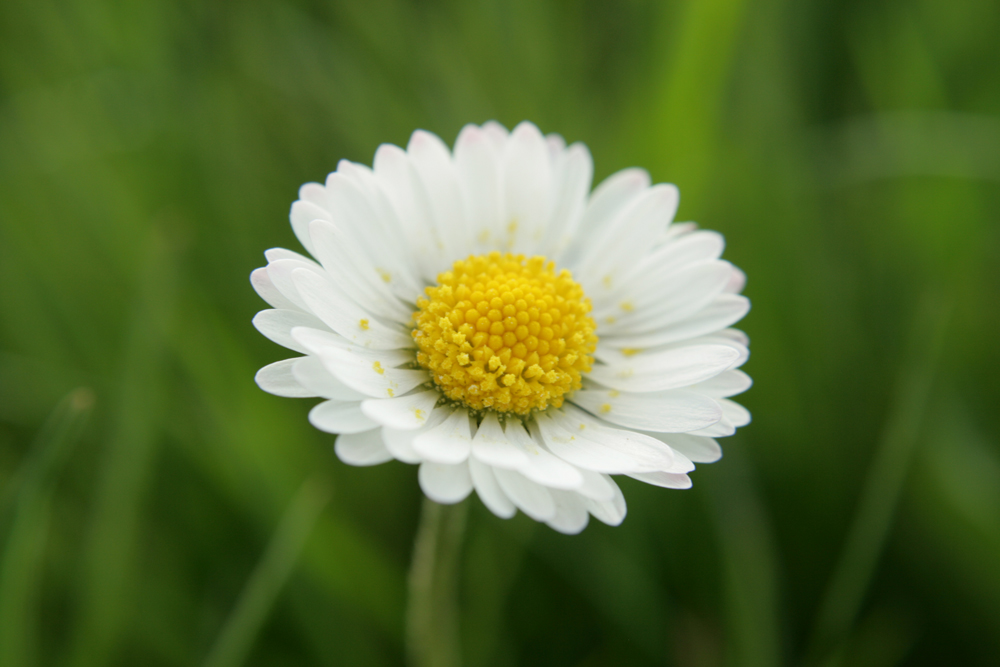 Gänseblümchen...