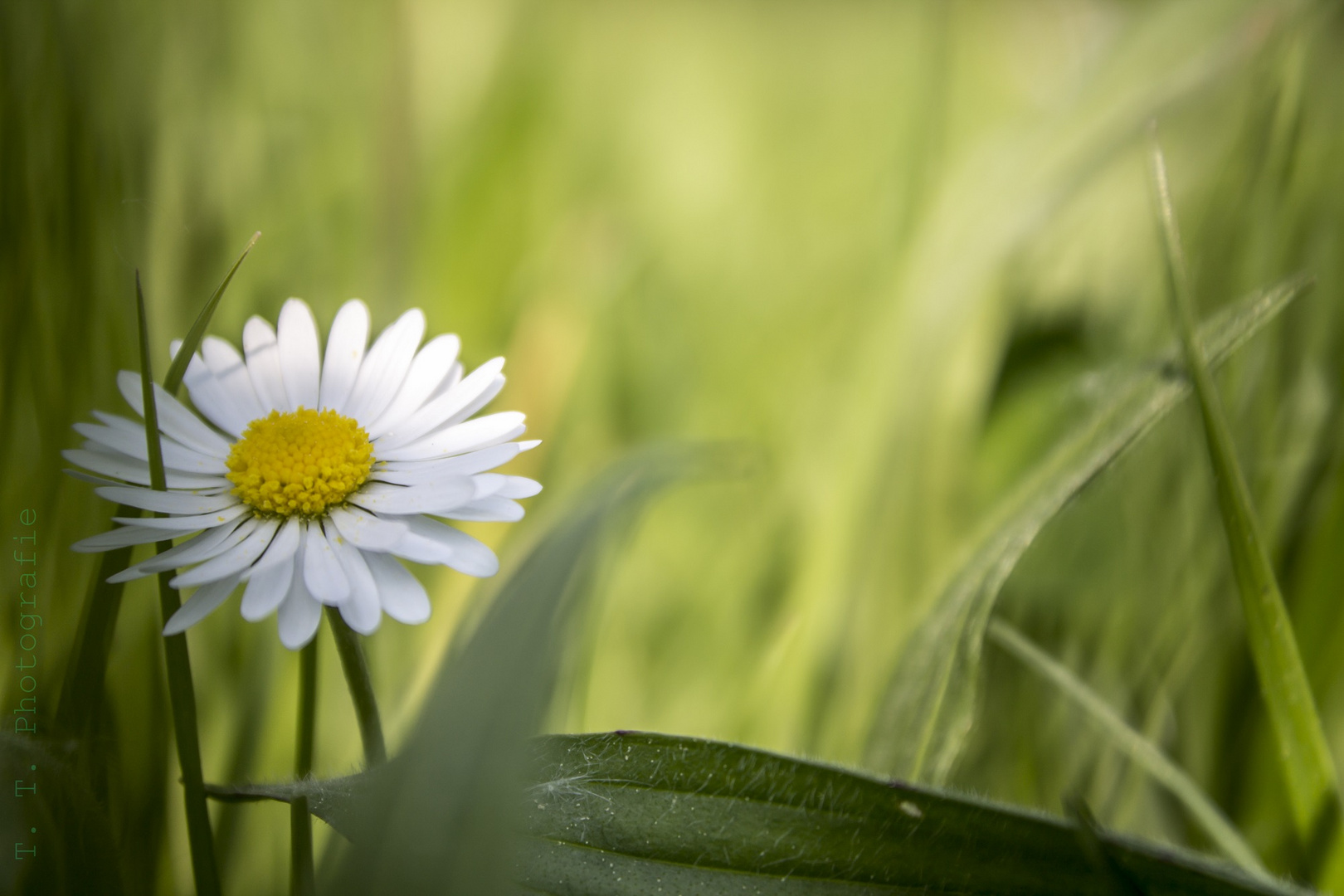 Gänseblümchen