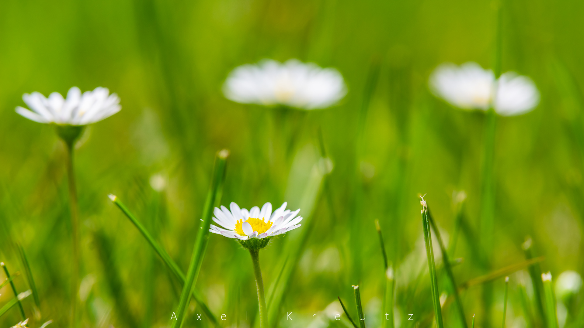 Gänseblümchen