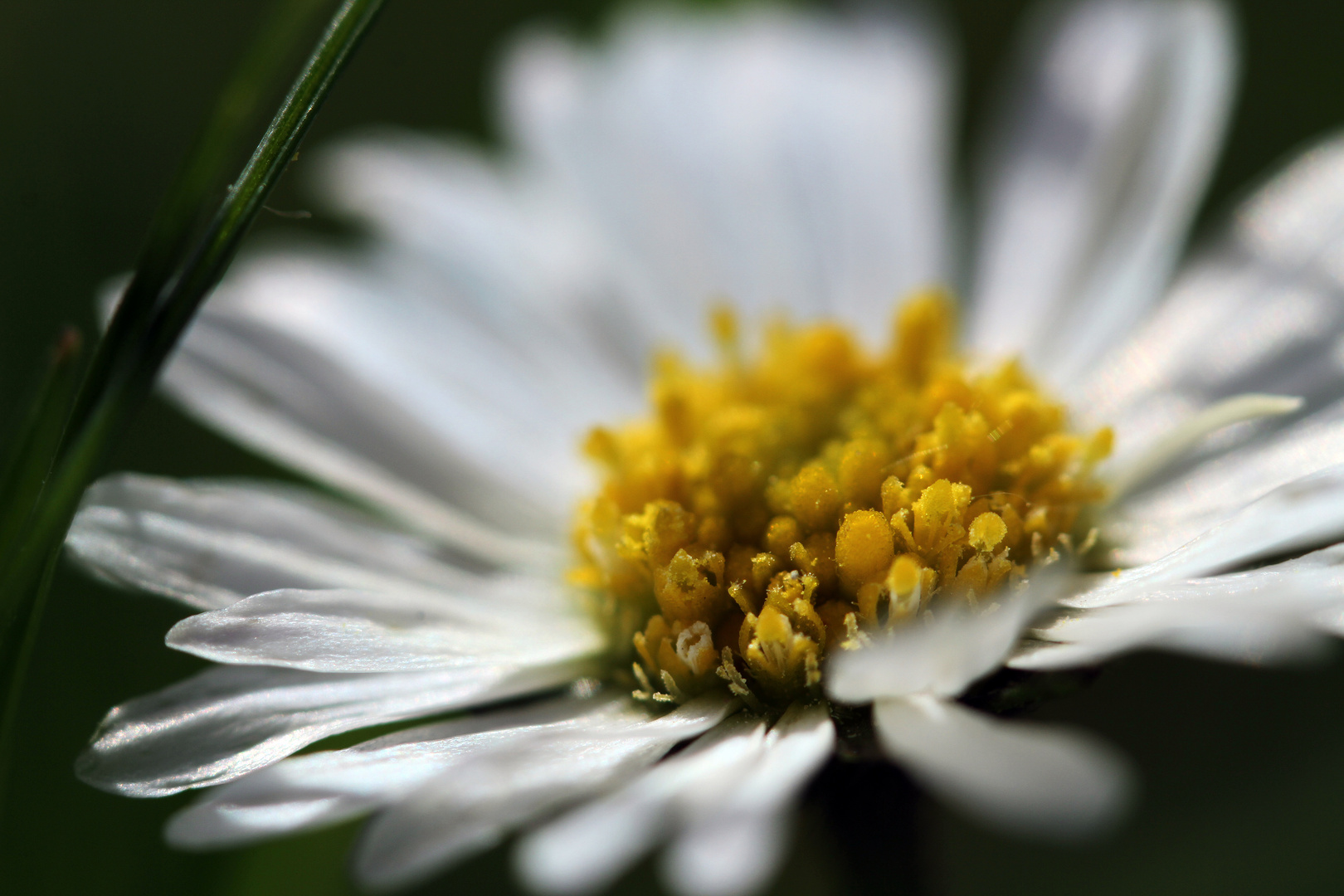 Gänseblümchen *