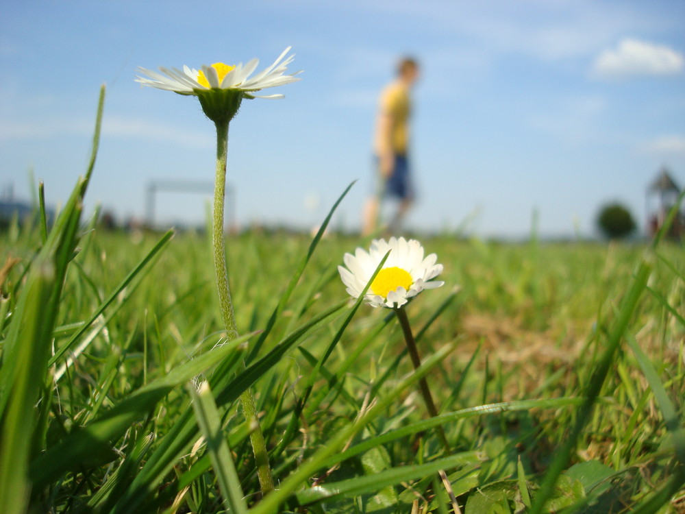 Gänseblümchen