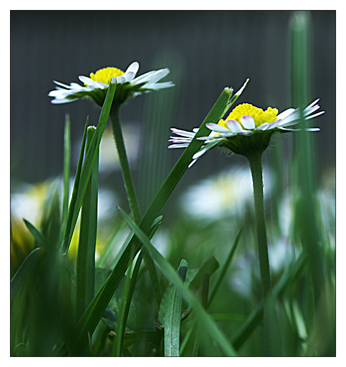 gänseblümchen