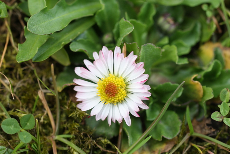 Gänseblümchen