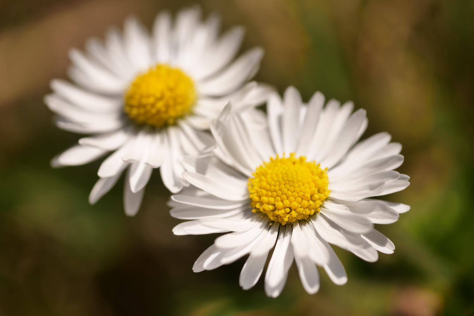 Gänseblümchen