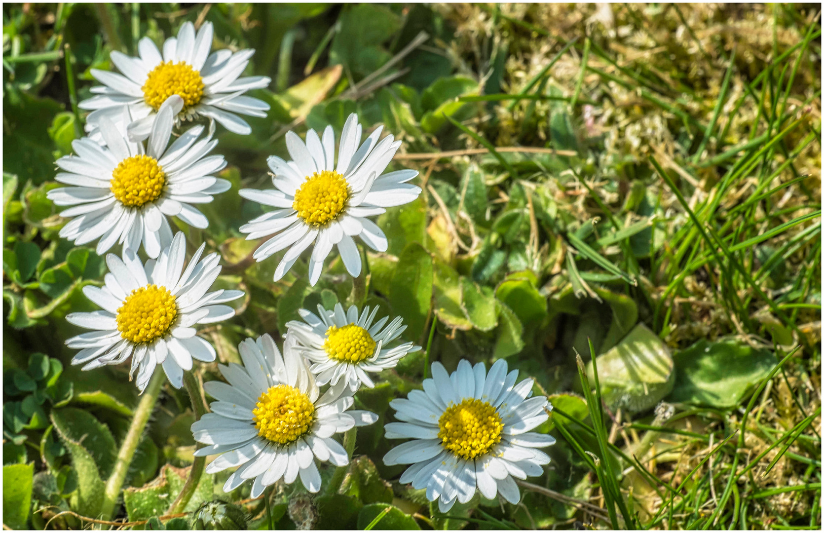 Gänseblümchen Foto & Bild frühling, jahreszeit, natur Bilder auf