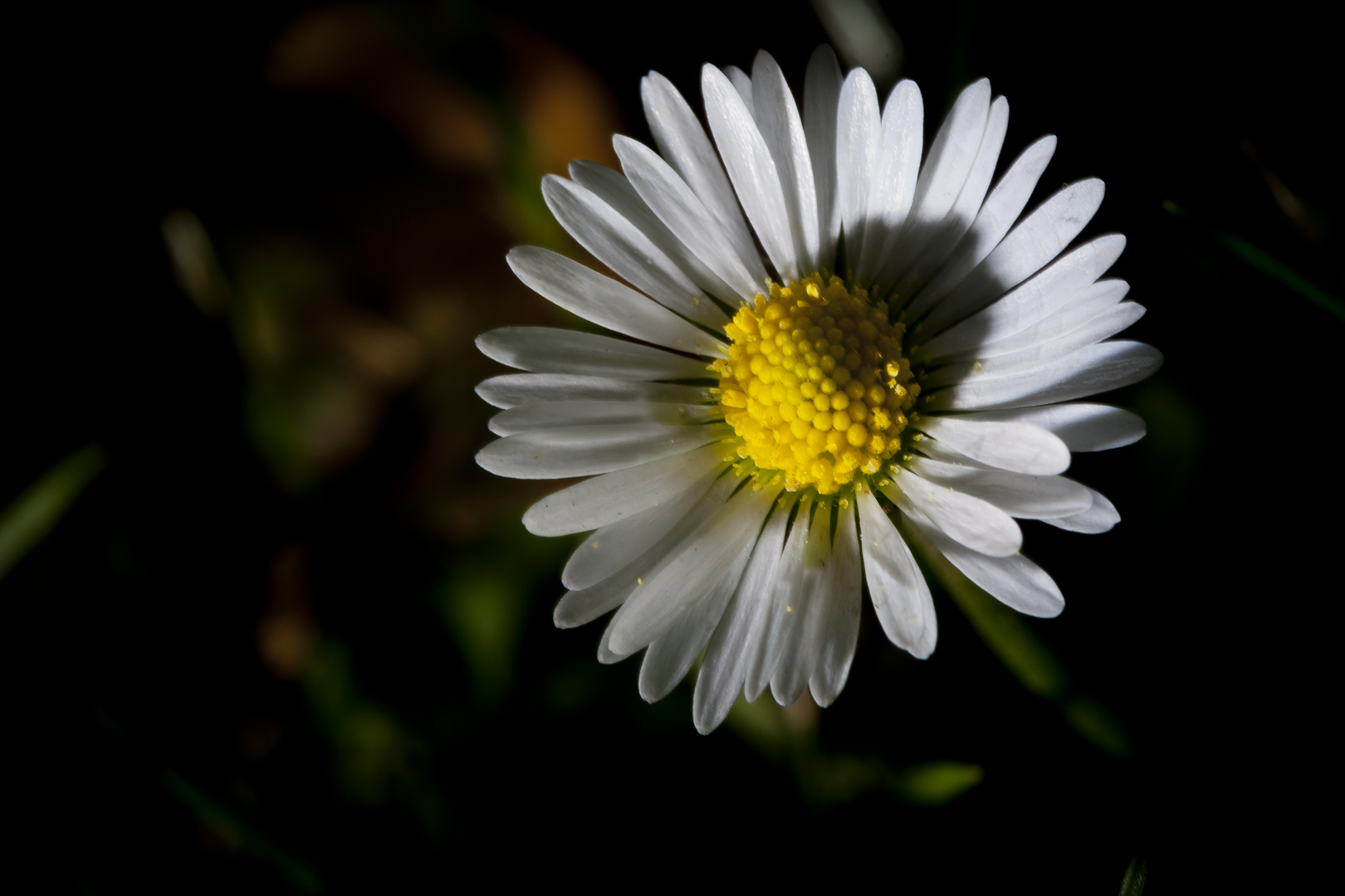 Gänseblümchen