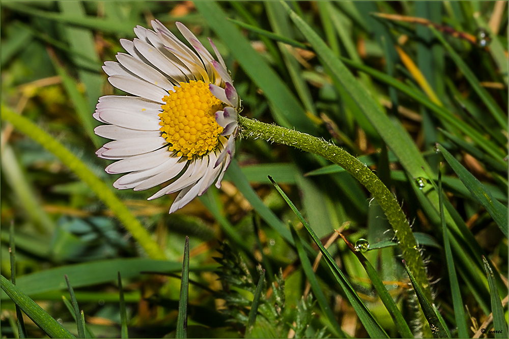 * Gänseblümchen *