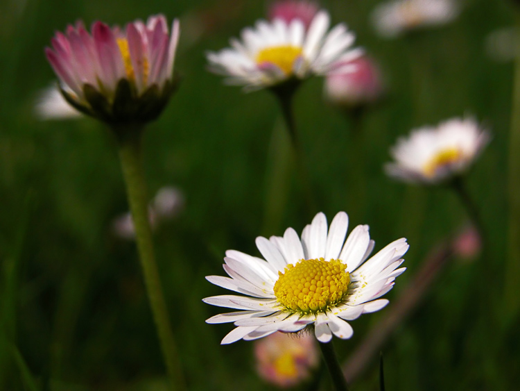 Gänseblümchen