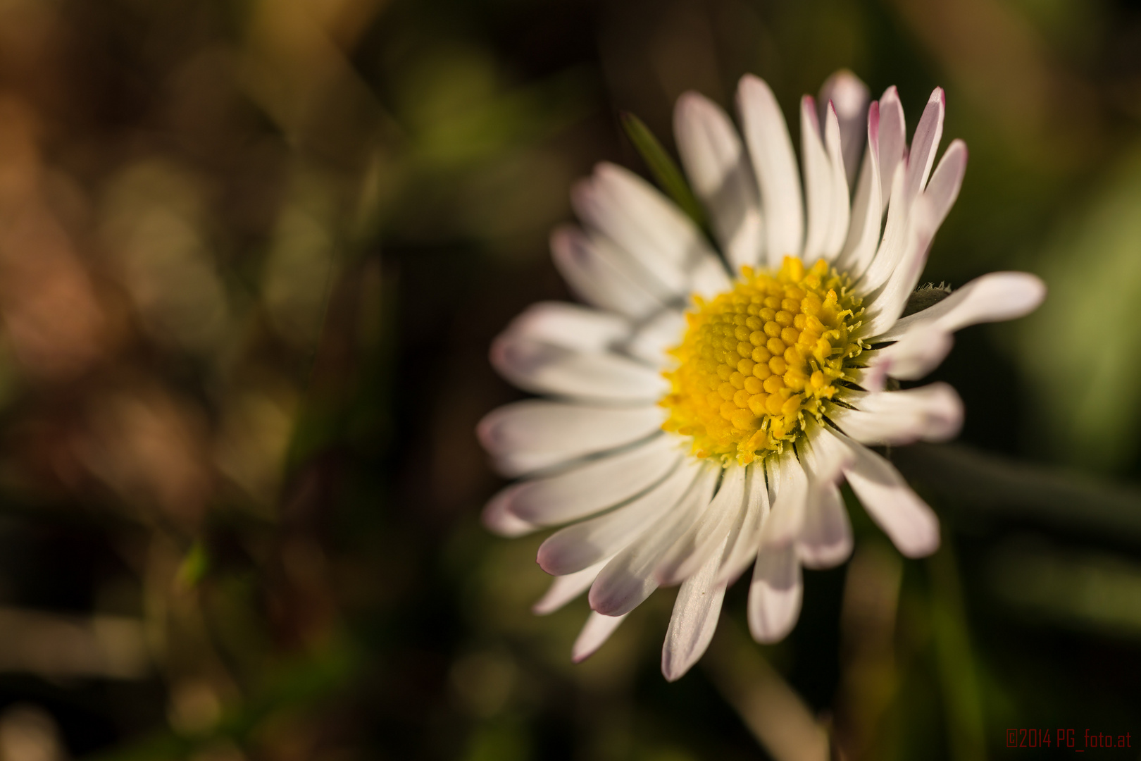 Gänseblümchen