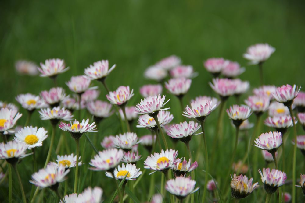 Gänseblümchen von Salygrafie 