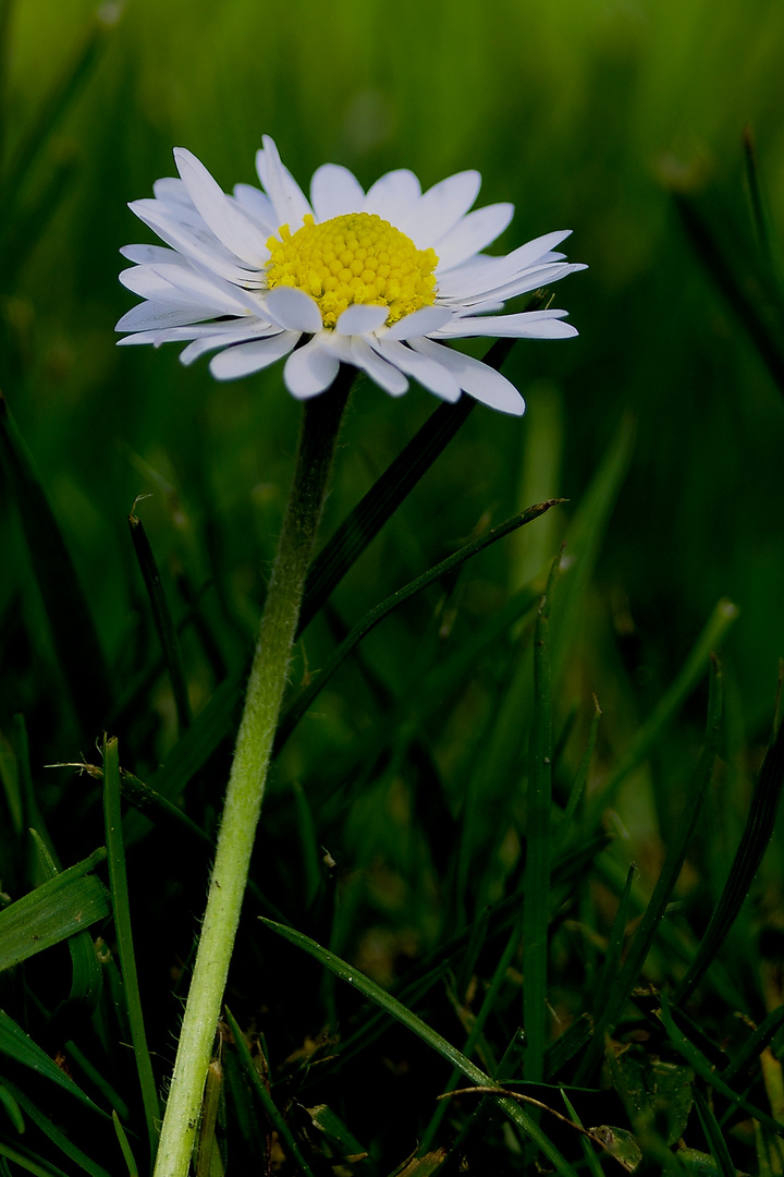 Gänseblümchen