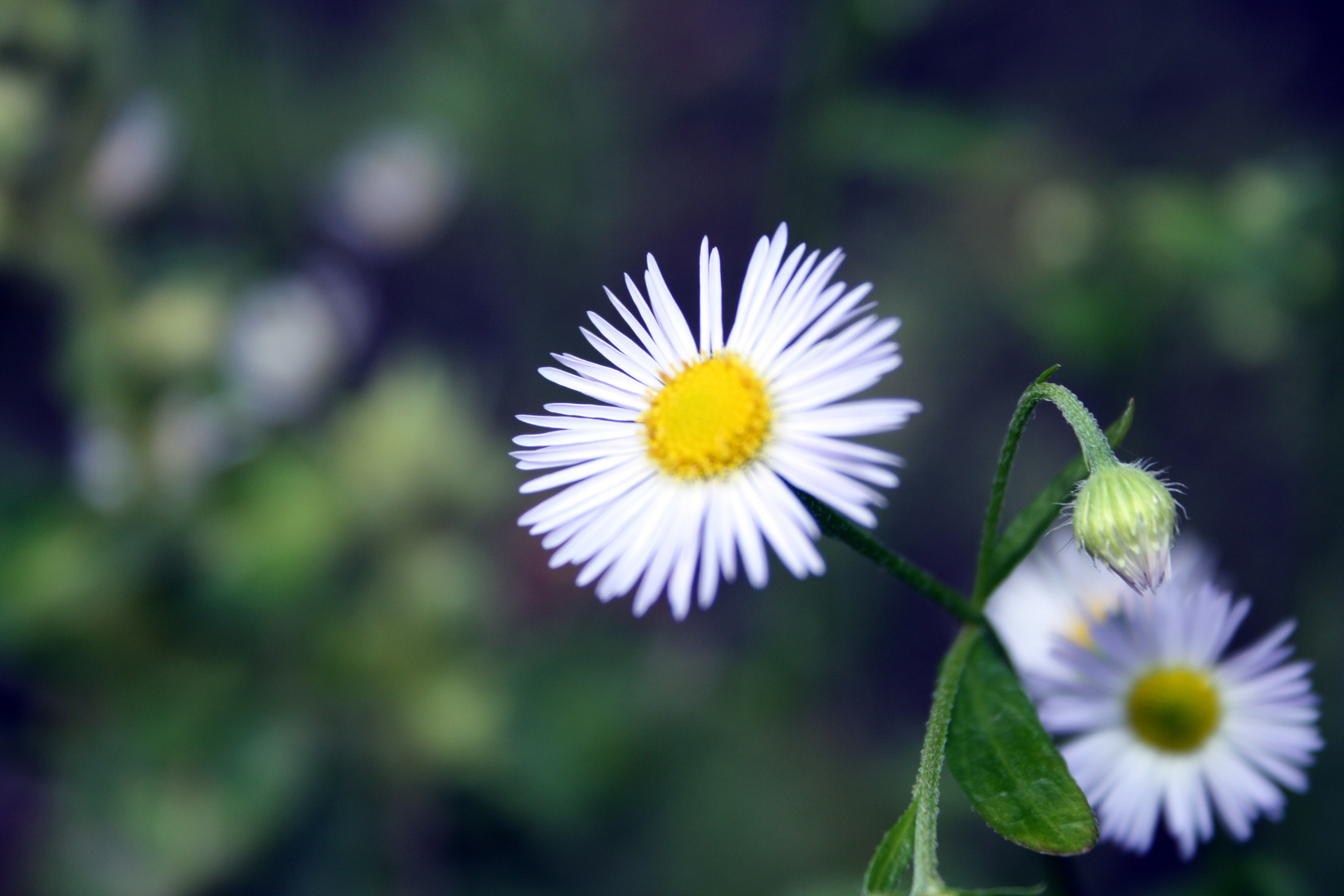 Gänseblümchen