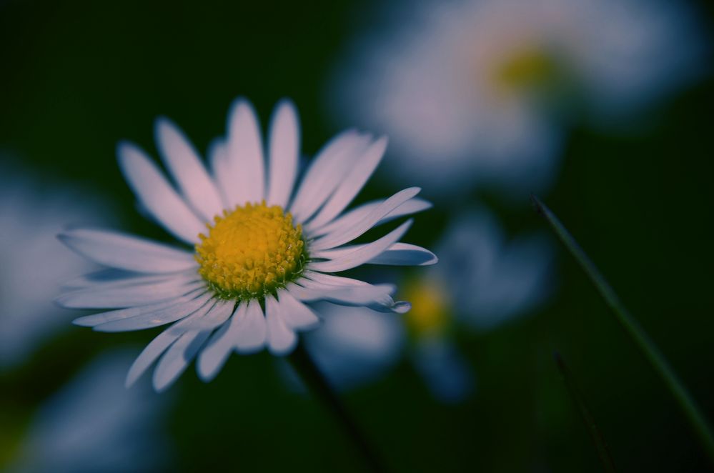 Gänseblümchen