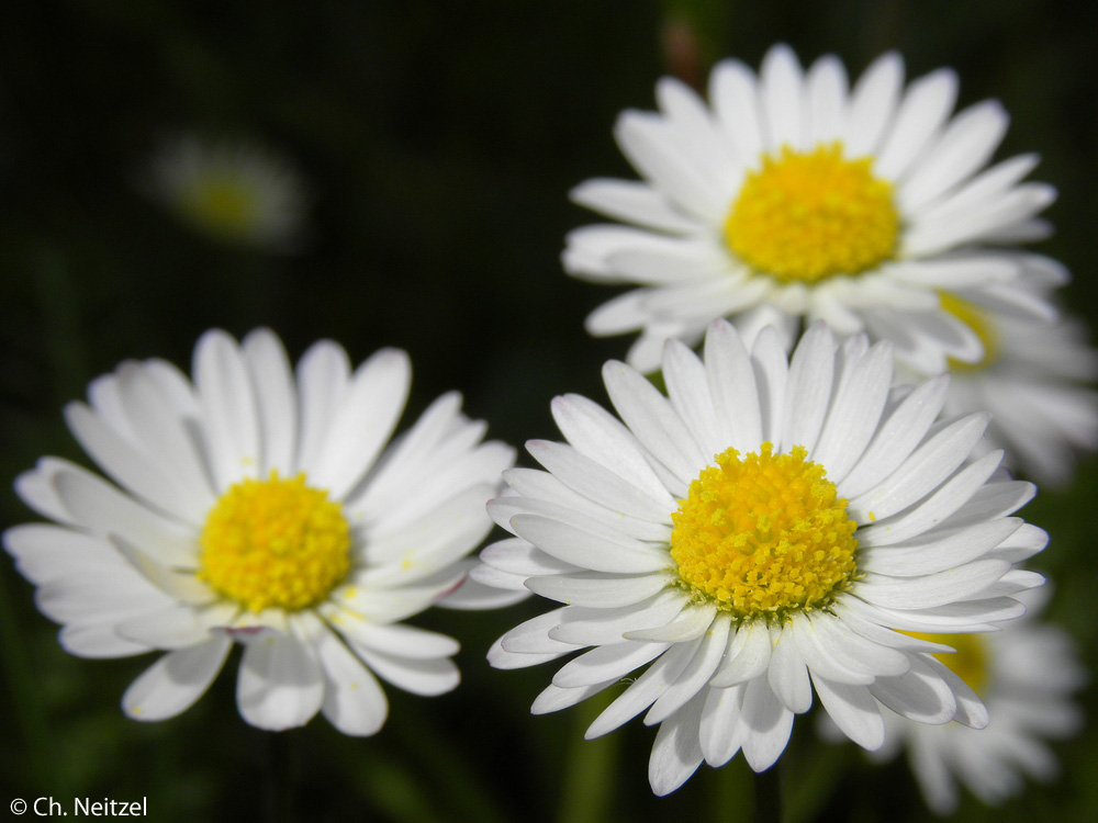 Gänseblümchen