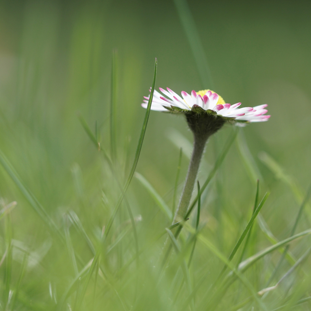 Gänseblümchen