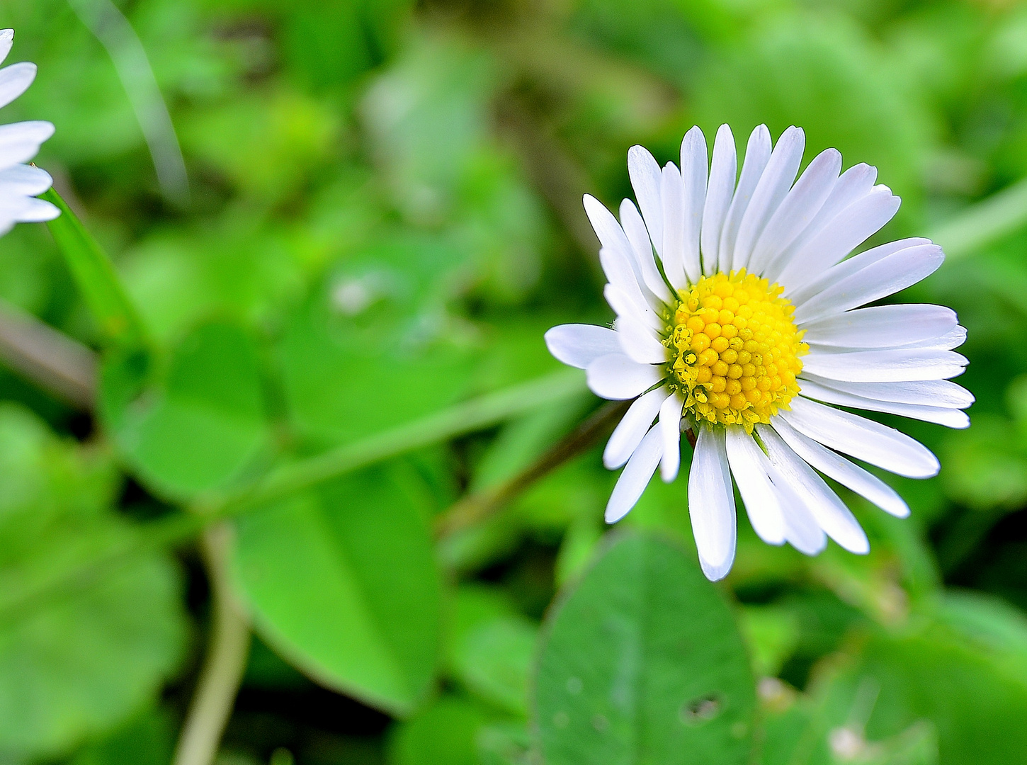 Gänseblümchen