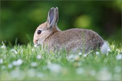 Gänseblümchen