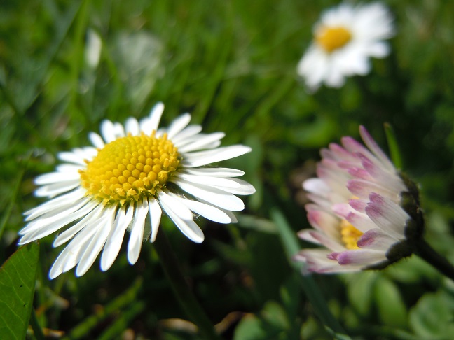 Gänseblümchen