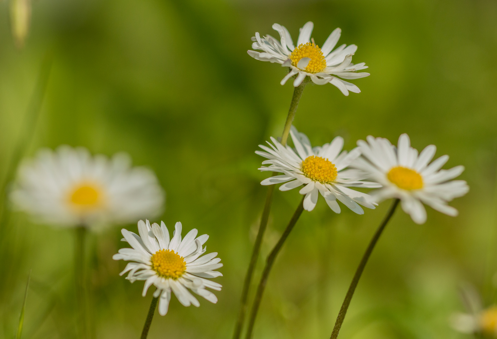 Gänseblümchen