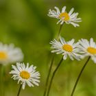 Gänseblümchen