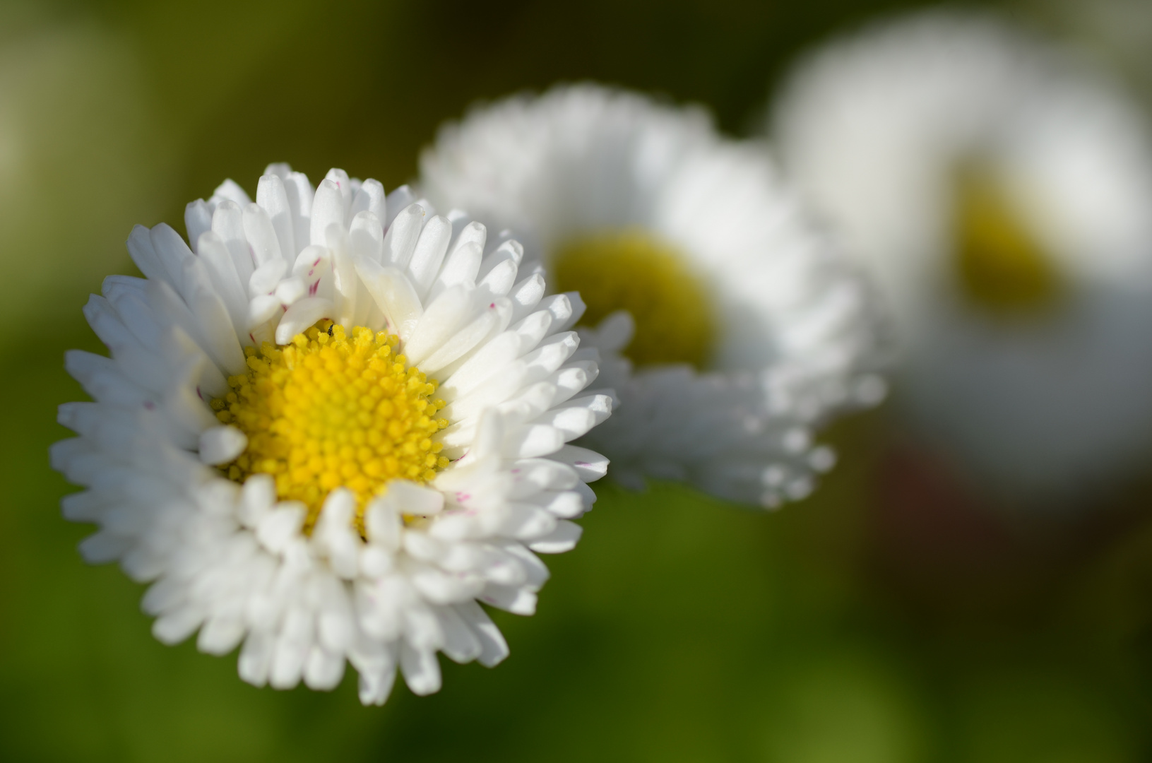 Gänseblümchen