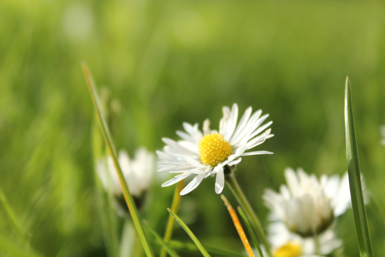 Gänseblümchen