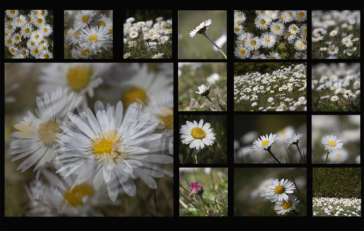 Gänseblümchen