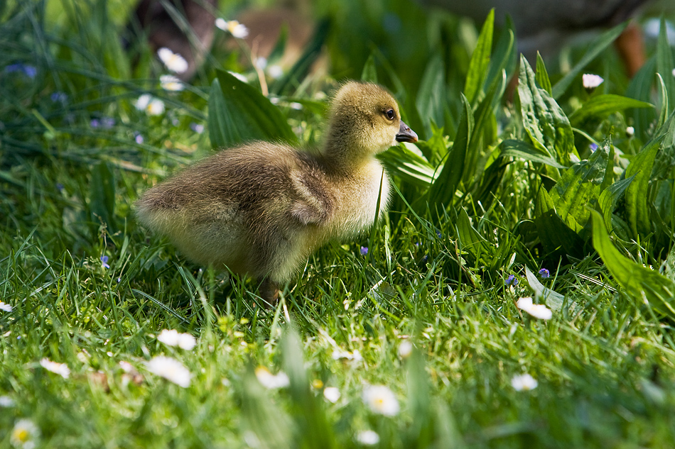 gänseblümchen