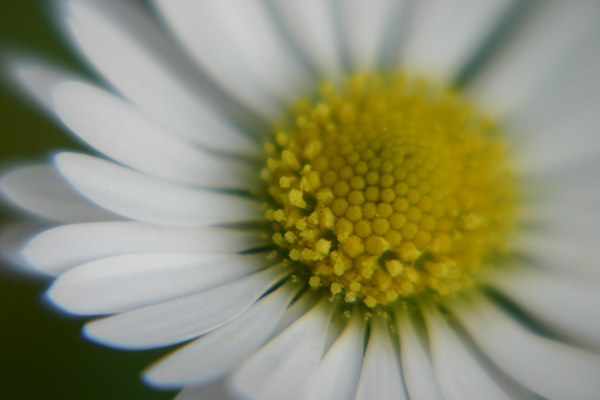 Gänseblümchen