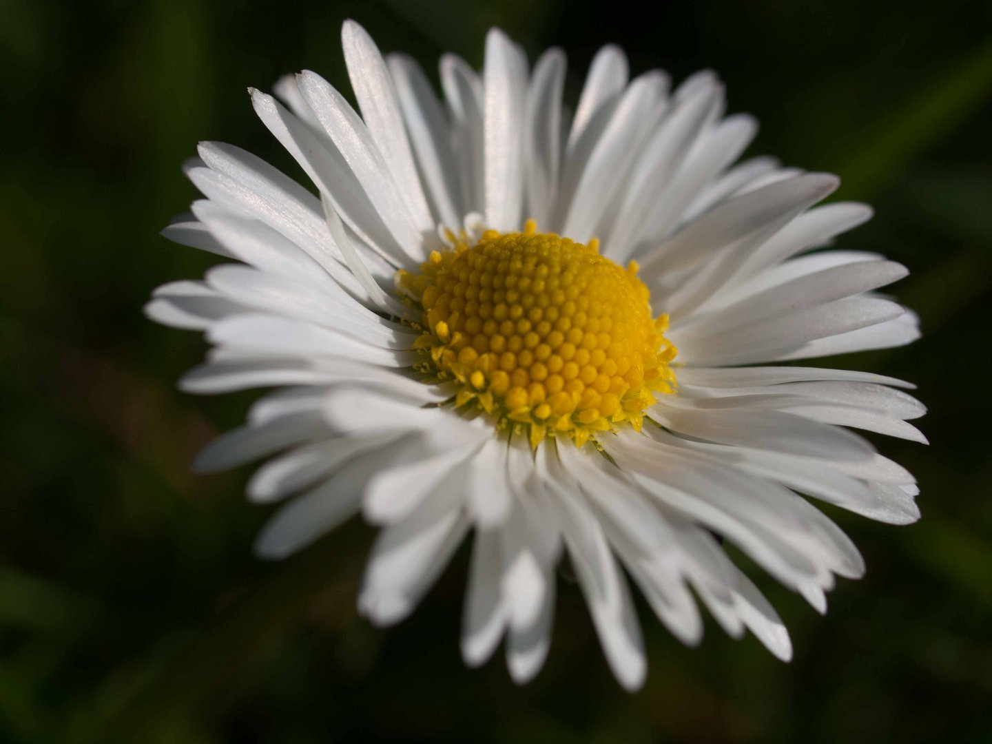 Gänseblümchen