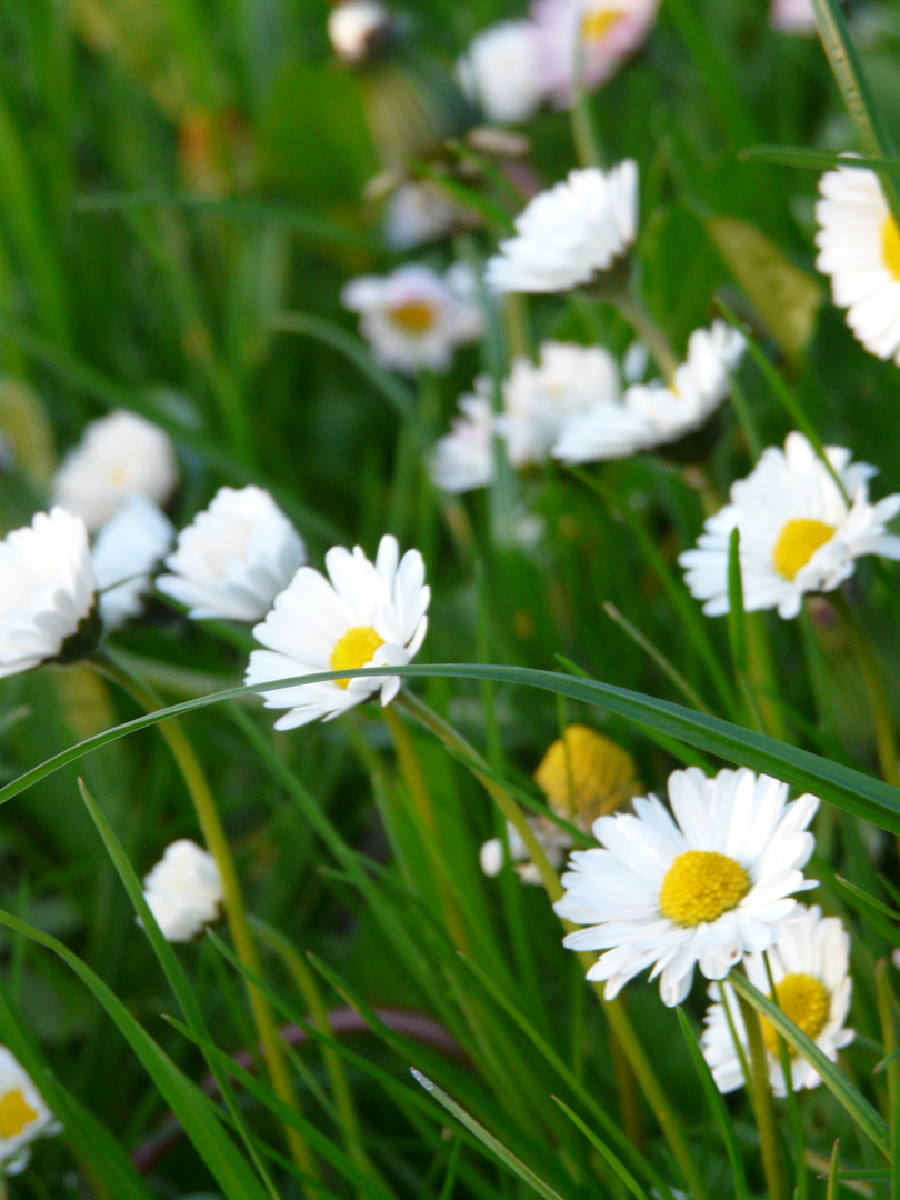 Gänseblümchen