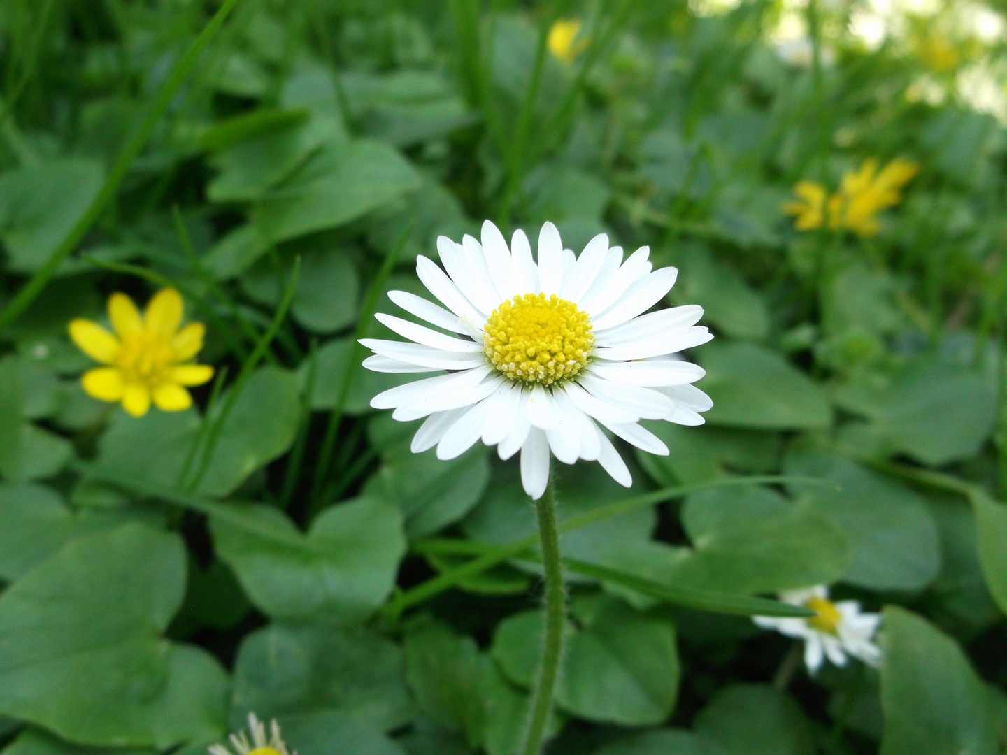 Gänseblümchen