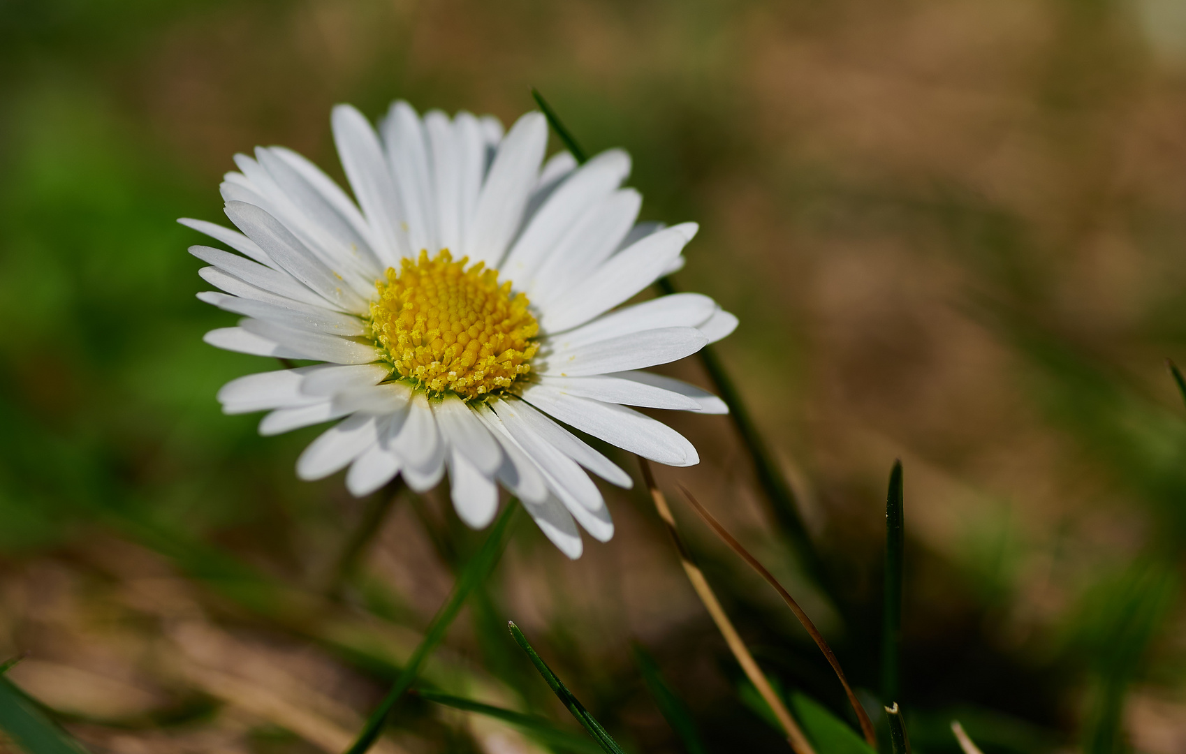 Gänseblümchen