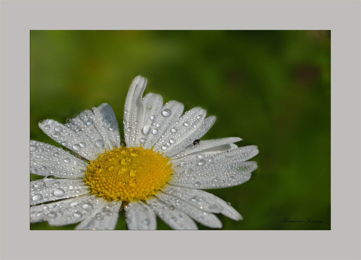 Gänseblümchen