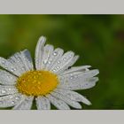 Gänseblümchen