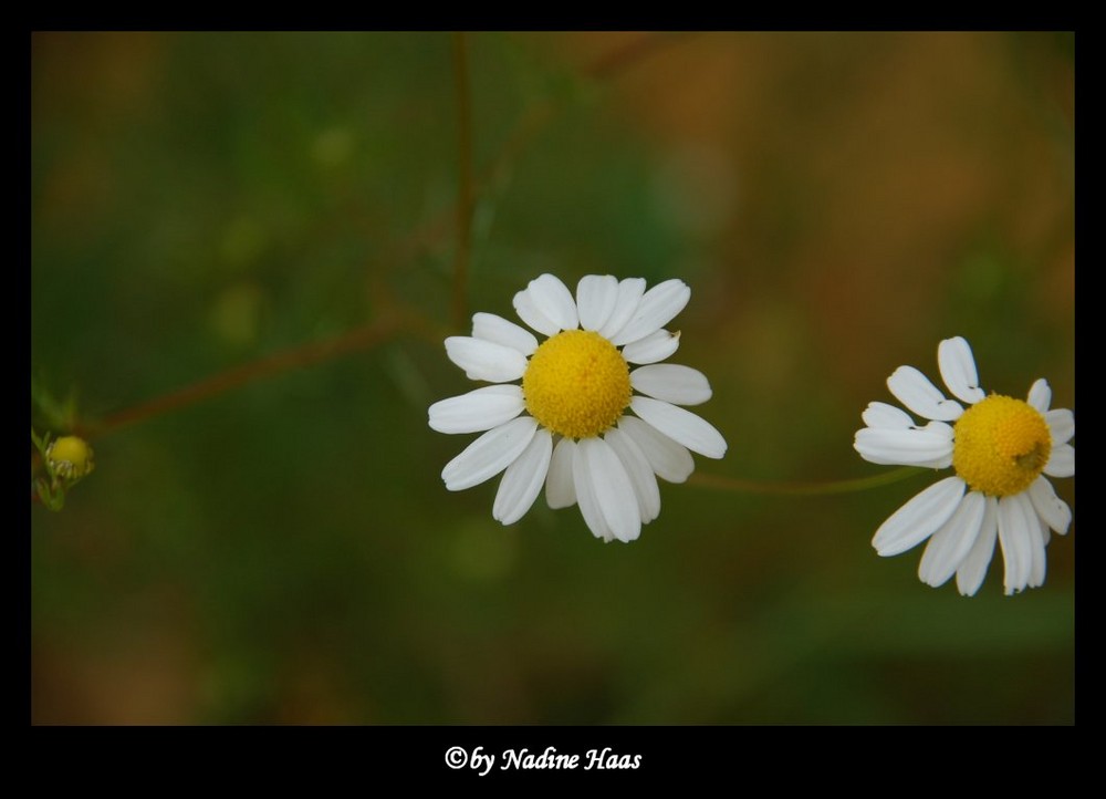 Gänseblümchen