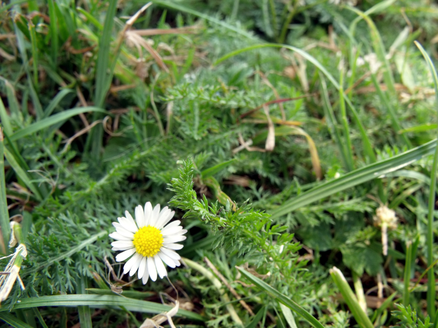 Gänseblümchen*