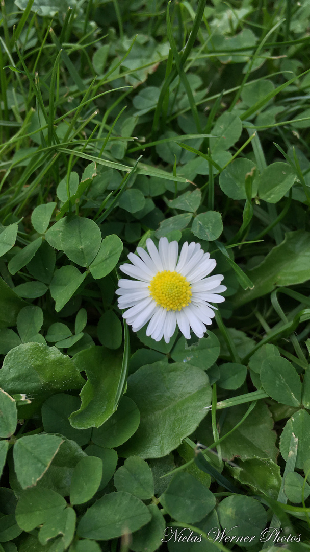 Gänseblümchen