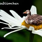 Gänseblümchen