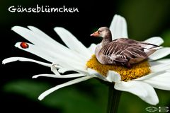 Gänseblümchen