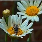 Gänseblümchen...