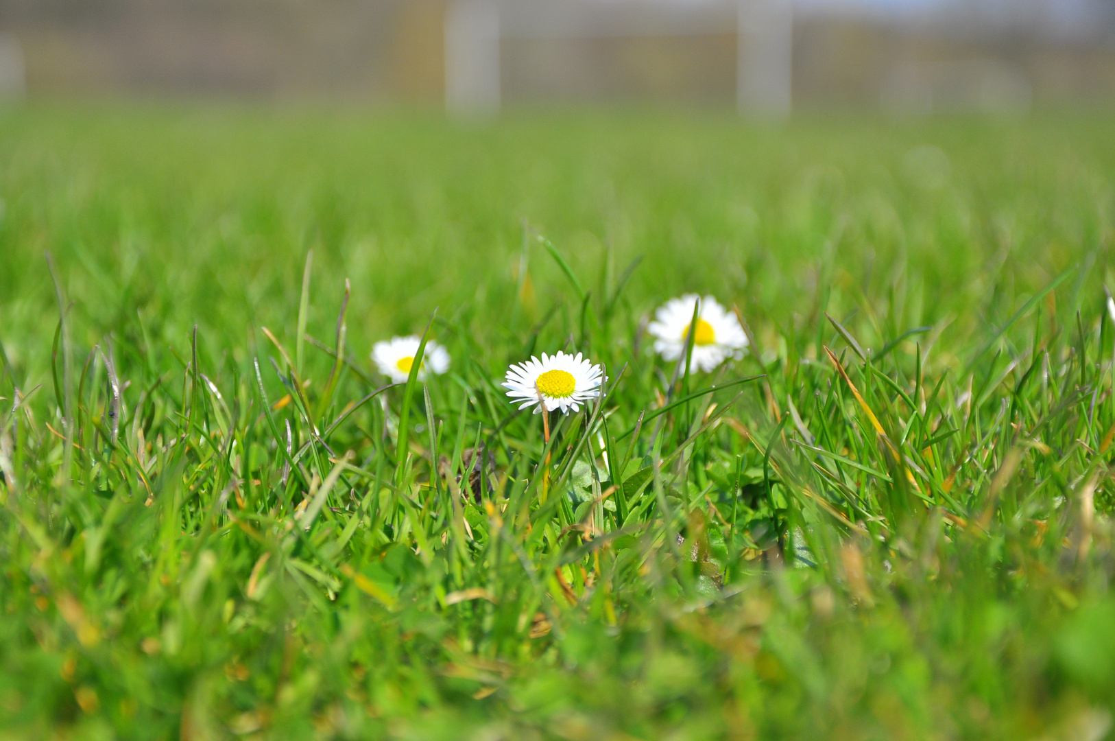 Gänseblümchen