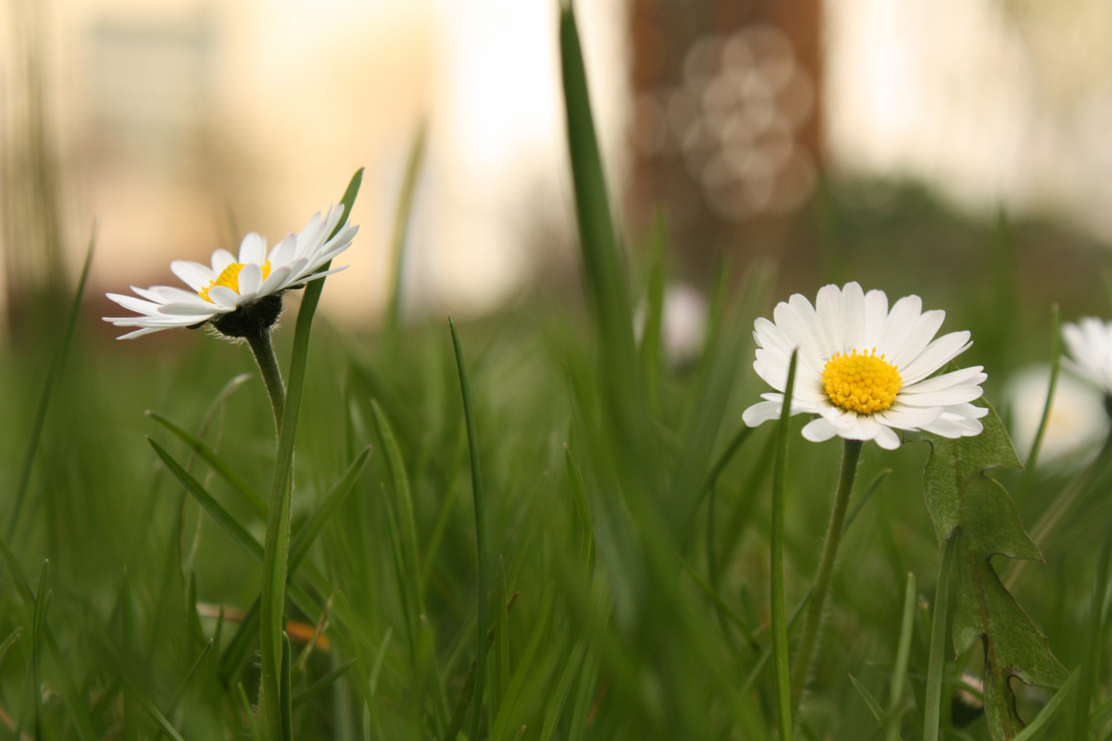 Gänseblümchen