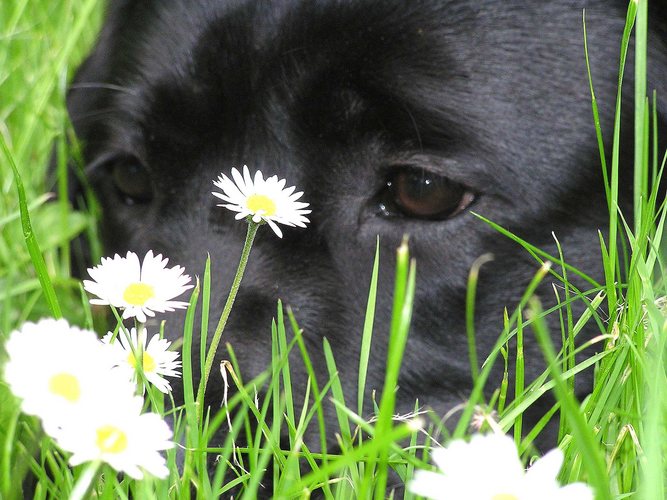 Gänseblümchen......