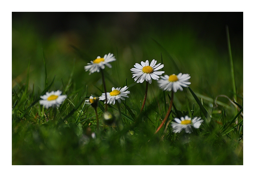 Gänseblümchen