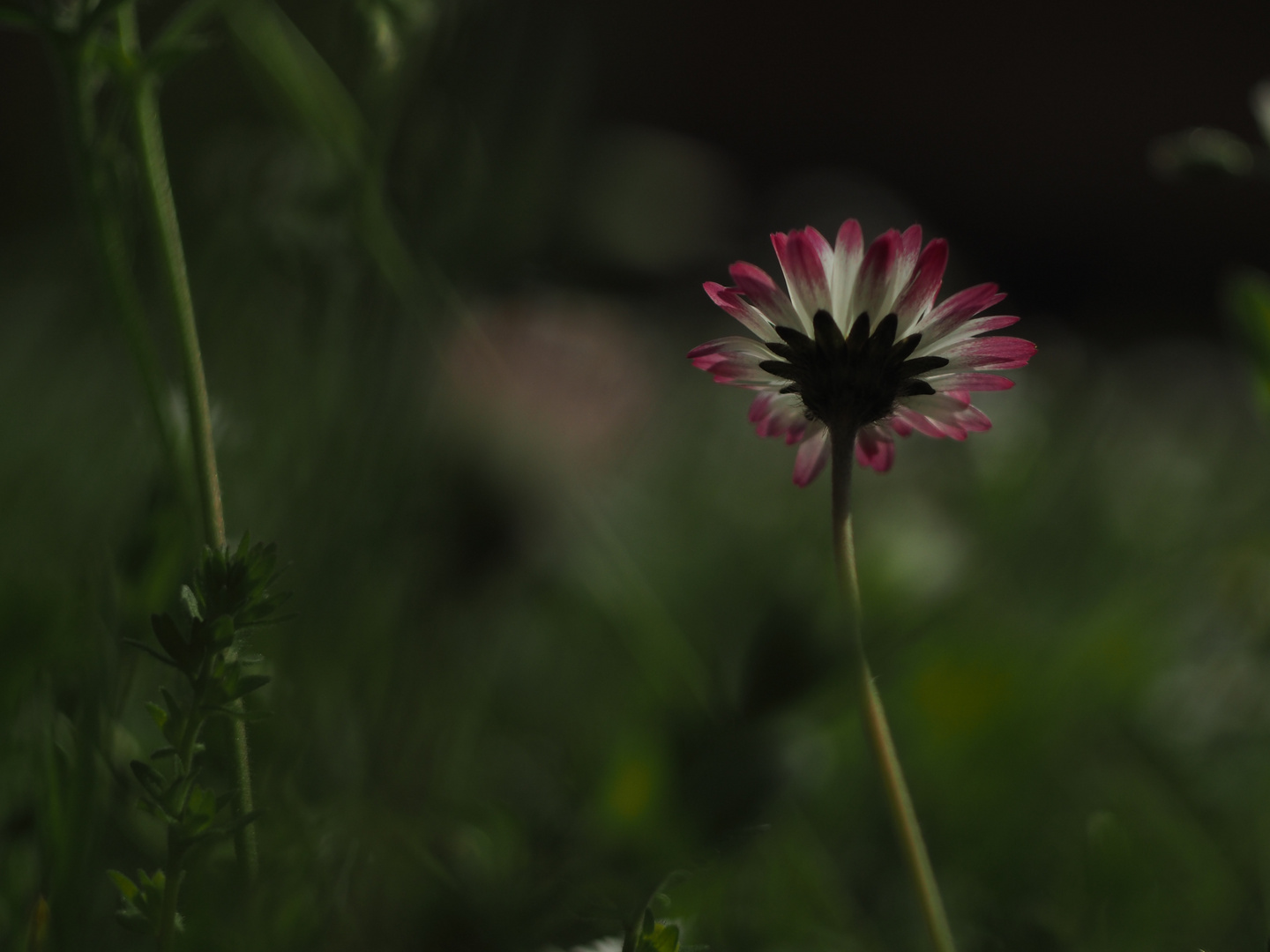 Gänseblümchen